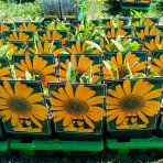  Echinacea purpurová (Echinacea purpurea) ´YELLOW SHADES´ - kont. P11